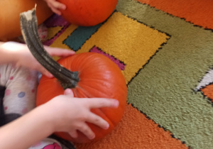 Dzieci badają kształt dyni za pomocą rąk.